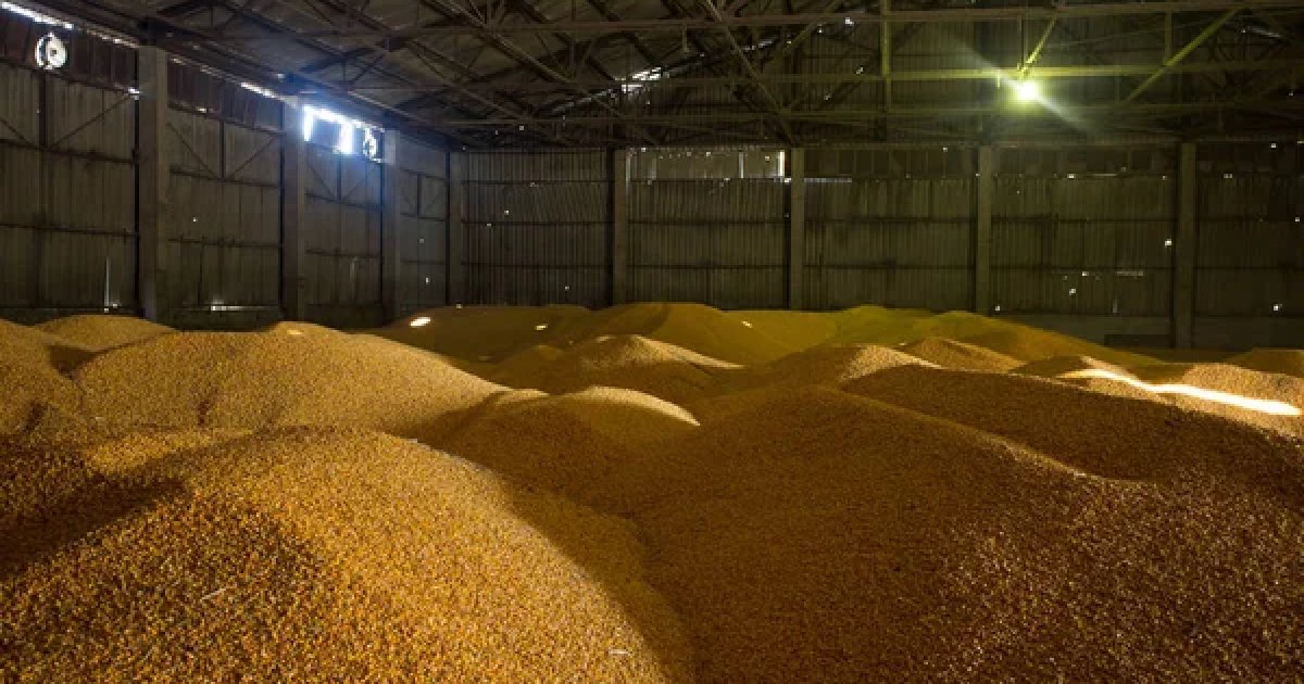 Цены на пшеницу растут третий день подряд из-за напряженности в Черном море