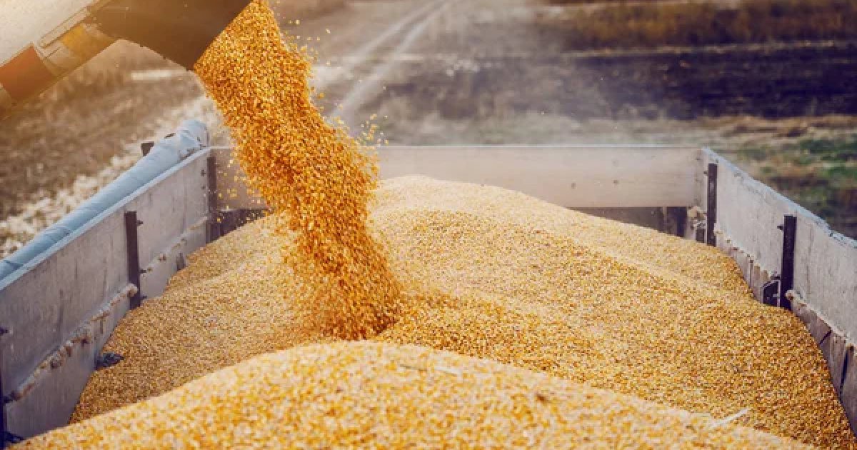 сколько зерновых, кукурузы и масличных собрала Украина