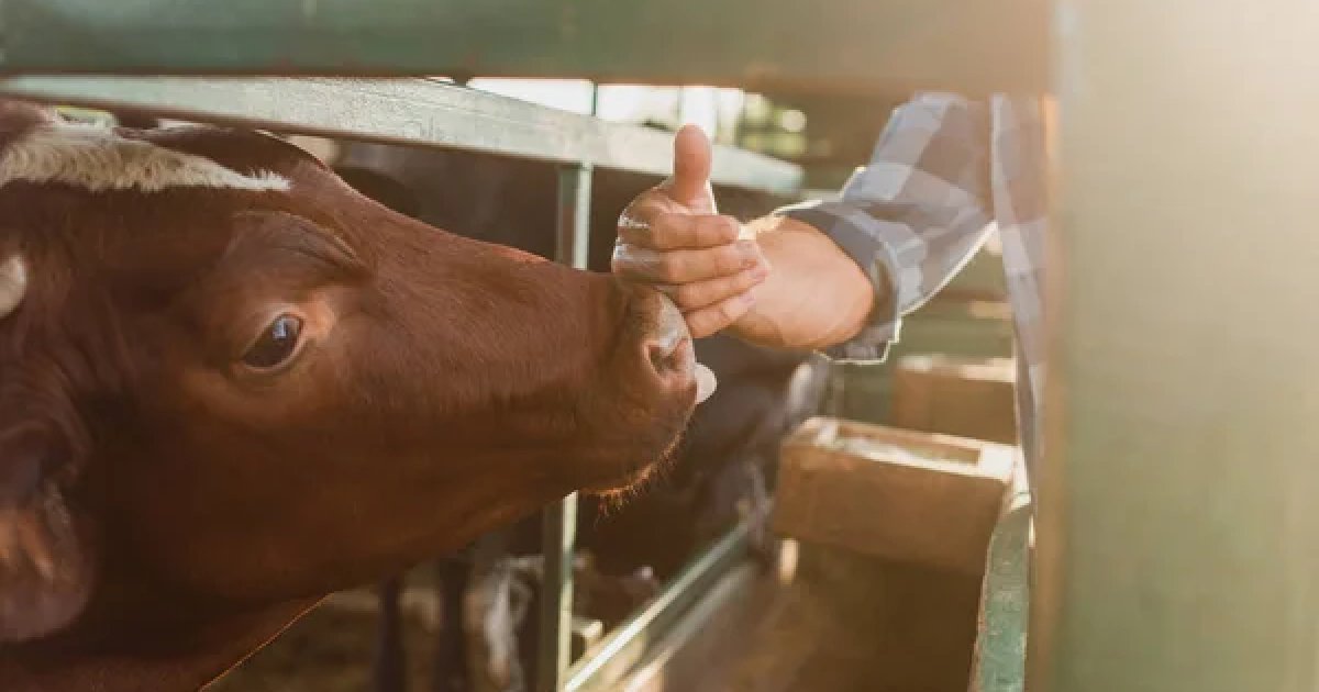 Более половины коров в Украине содержатся в семи областях: где именно