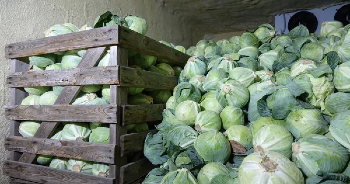 В Украине впервые профинансировано строительство овощехранилища из госбюджета