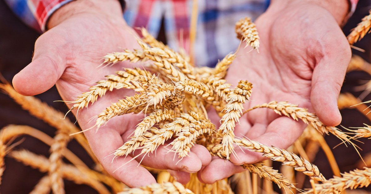 цены на пшеницу упали до $214 за тонну