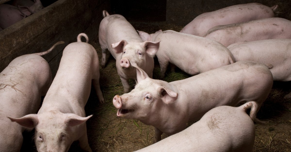 Цены на свиней живым весом на 29 декабря 2025 года