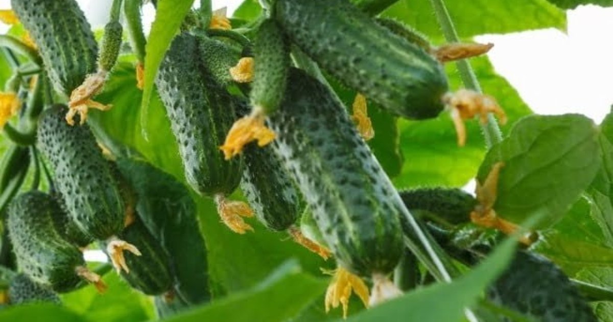 Оптовые цены на огурцы выросли до 100–130 грн/кг