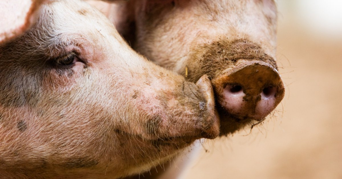 Цены на свиней живым весом на 15-21 декабря 2025 года