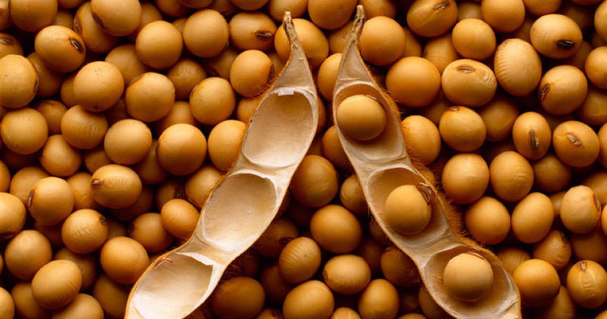 Рынок сои в Украине: цены высокие, предложение ограничено