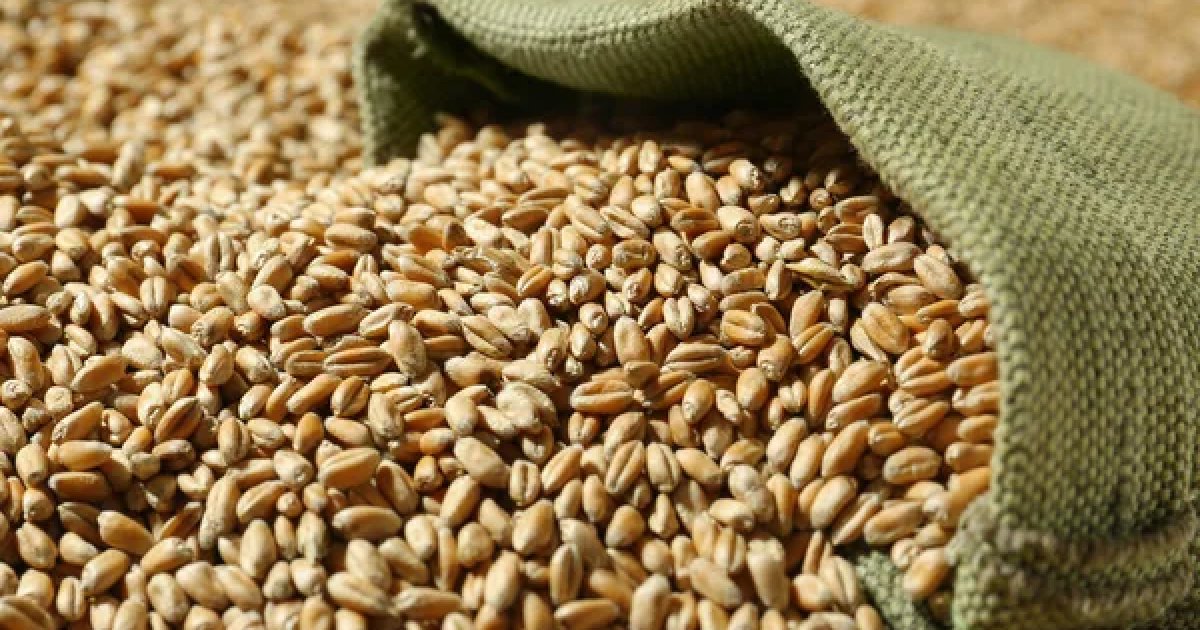 В 2025 году фермеры семи прифронтовых областей получили 615 модульных зернохранилищ