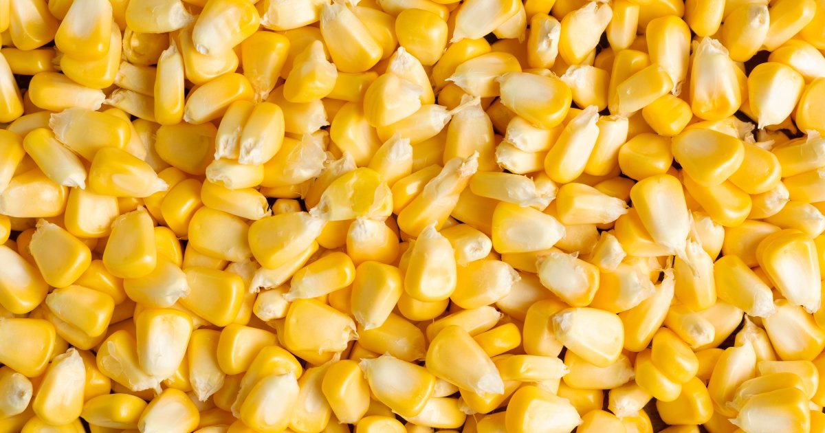 цены на кукурузу на элеваторах упали до 8200 грн/т