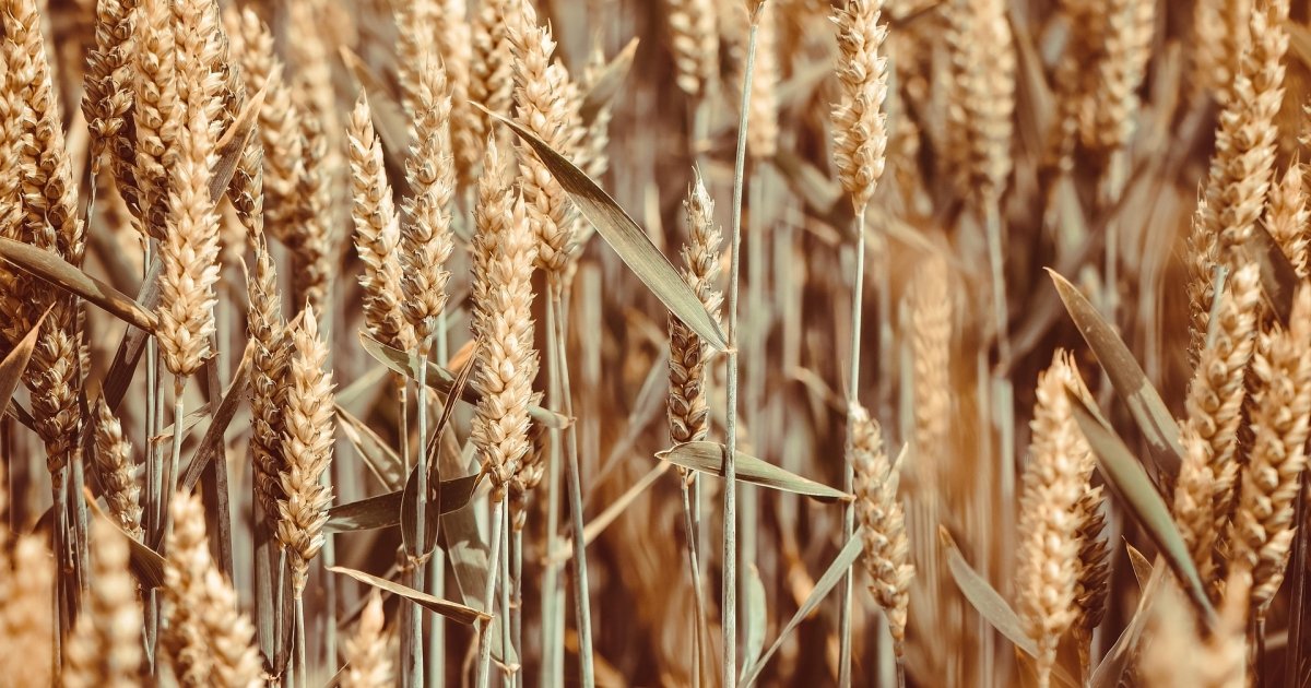 у скольки механизированных машин есть сертификат